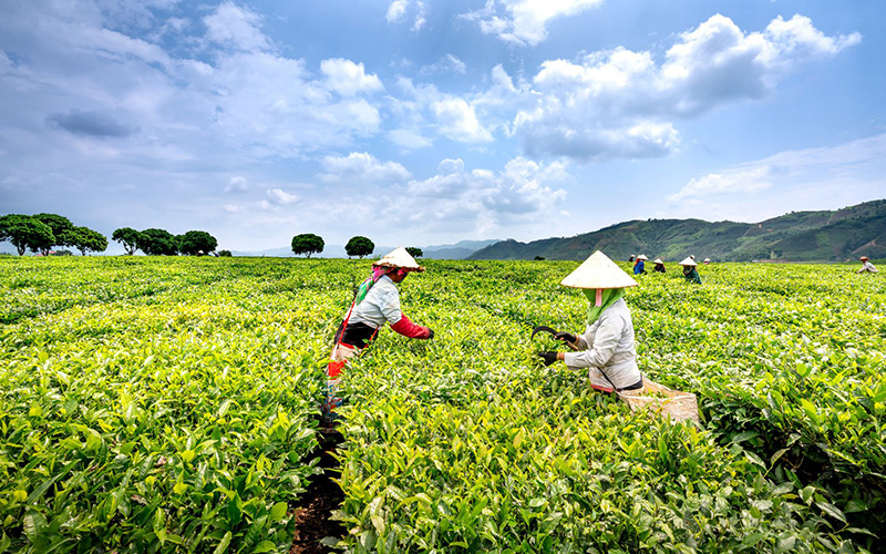 VietGAP là gì? Hiểu đúng tiêu chuẩn nông sản an toàn tại Việt Nam 6 Lợi ích của VietGAP đối với người sản xuất