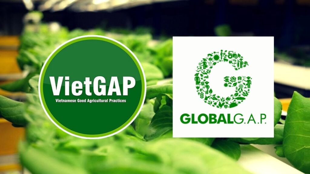 VietGAP là gì? Hiểu đúng tiêu chuẩn nông sản an toàn tại Việt Nam 7 Phân biệt VietGAP với GlobalGAP và Organic