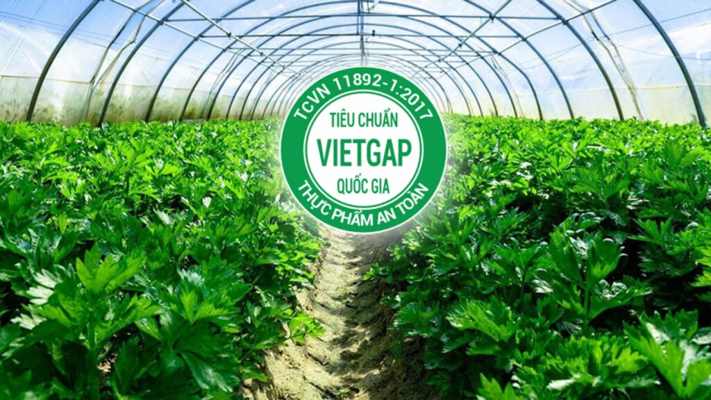VietGAP là gì? Hiểu đúng tiêu chuẩn nông sản an toàn tại Việt Nam 1 VietGAP là gì? Hiểu đúng tiêu chuẩn nông sản an toàn tại Việt Nam