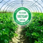 VietGAP là gì? Hiểu đúng tiêu chuẩn nông sản an toàn tại Việt Nam
