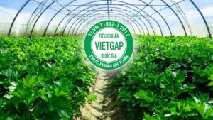 VietGAP là gì? Hiểu đúng tiêu chuẩn nông sản an toàn tại Việt Nam