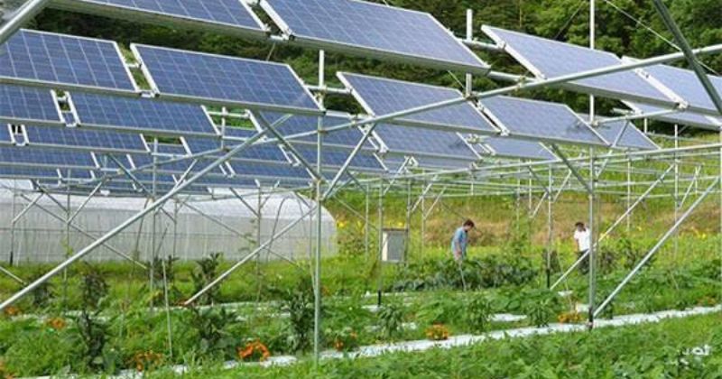 Top 5 ứng dụng công nghệ cao vào chăn nuôi: giải pháp tăng năng suất, giảm rủi ro 4 Sử dụng tế bào quang điện