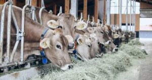 ứng dụng công nghệ cao vào chăn nuôi