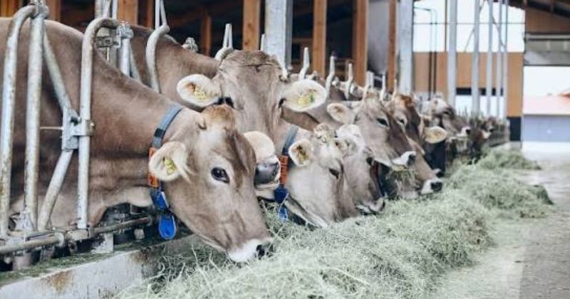 Top 5 ứng dụng công nghệ cao vào chăn nuôi: giải pháp tăng năng suất, giảm rủi ro 1 ứng dụng công nghệ cao vào chăn nuôi